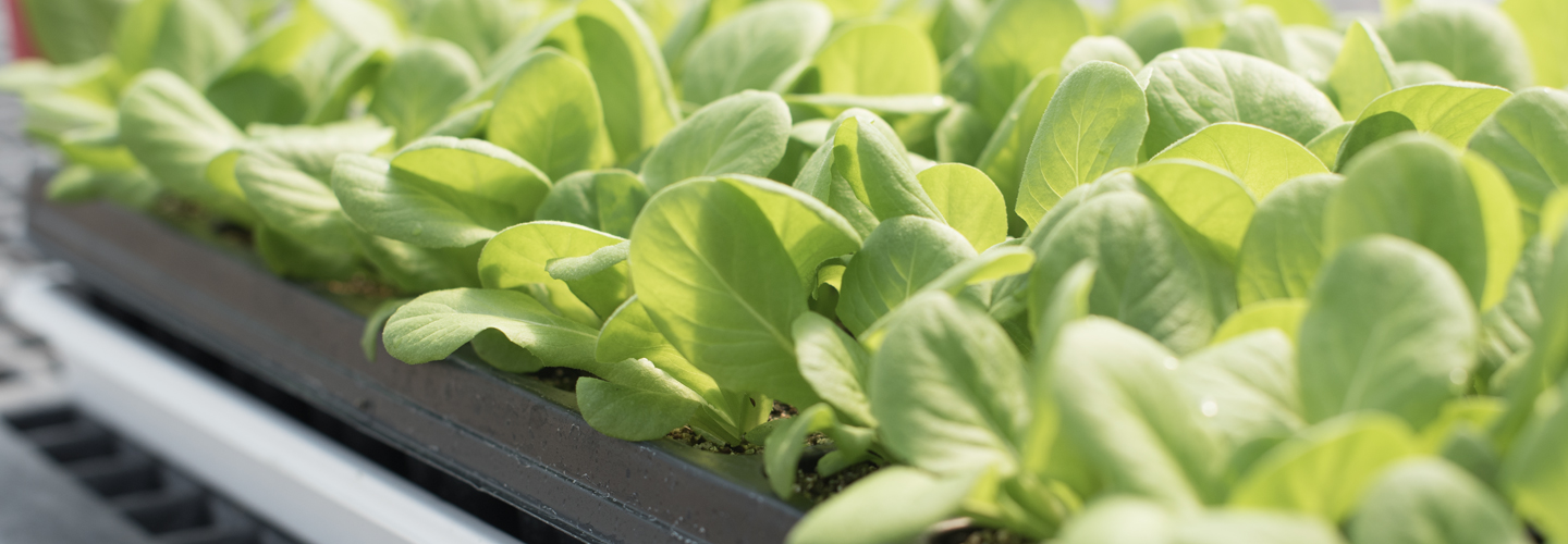 Green Seedlings